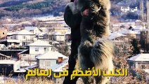 شاهد الكلب الأضخم في العالم فهو أقوى من الأسد؟!!