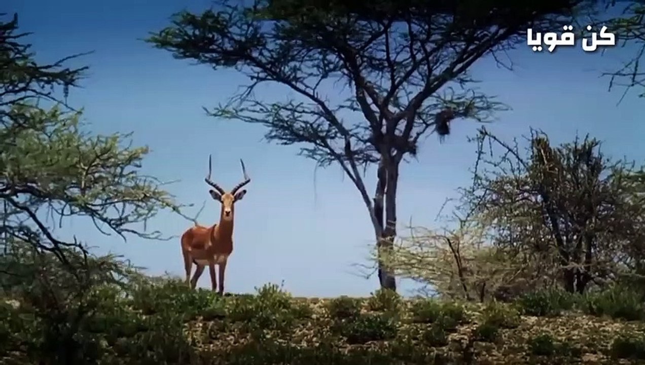 شاهد الاسود الجائعة وصراع البقاء  معارك كبيرة في عالم الحيوان