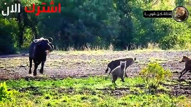 شاهد الضباع الجائعة تطارد حيوانات افريقيا العاشبة صراع البقاء في عالم الحيوان