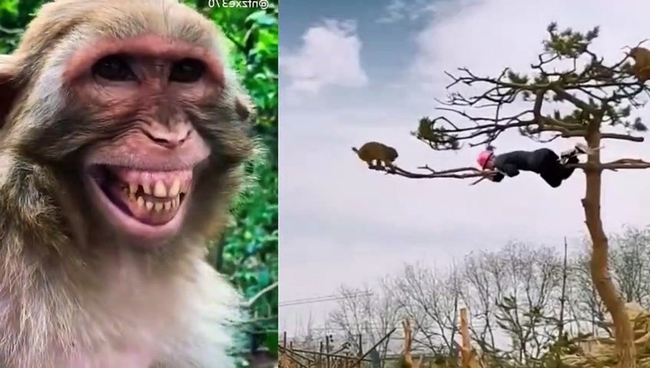 Funny videos ,hahahahh