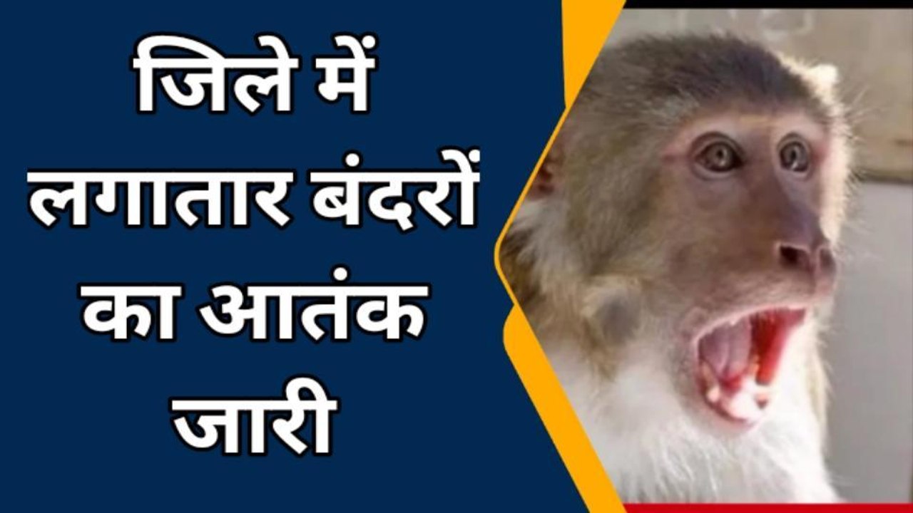 बरेली: जिले में लगातार बंदरों का आतंक जारी, नगर...