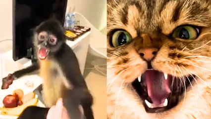 When Animals BITE BACK: Funny Angry Animals Compilation!