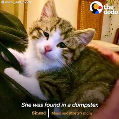 Sad Looking Cat Is So Happy To Be Part Of A Family   The Dodo