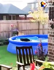 Dog Caught Sneaking Into A Swimming Pool   The Dodo