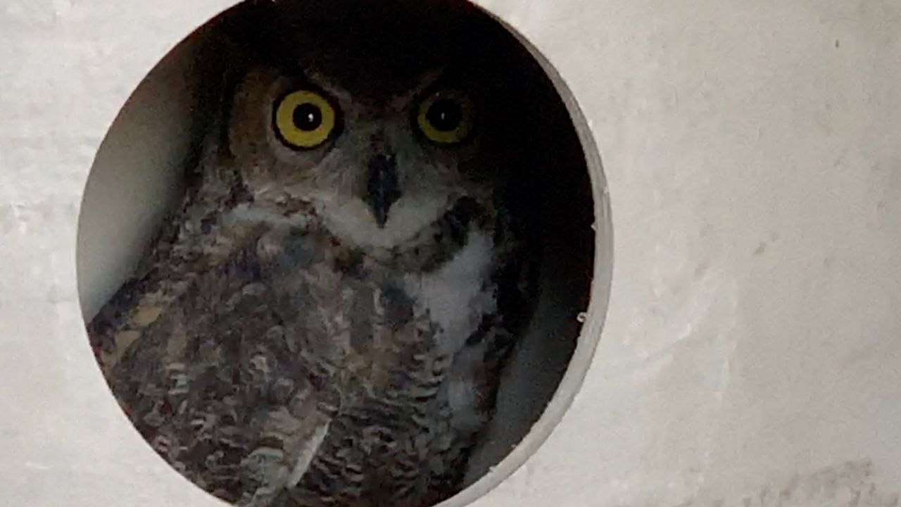 Owl Cut-Free From Inside Giant Pipe | Wild-ish TV