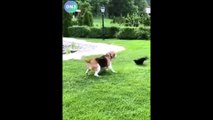 Funniest Cats and Dogs  - Funny Animal Videos-----#137-----أطرف القطط والكلاب