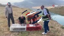 Siirt’te 600 kınalı keklik doğaya salındı