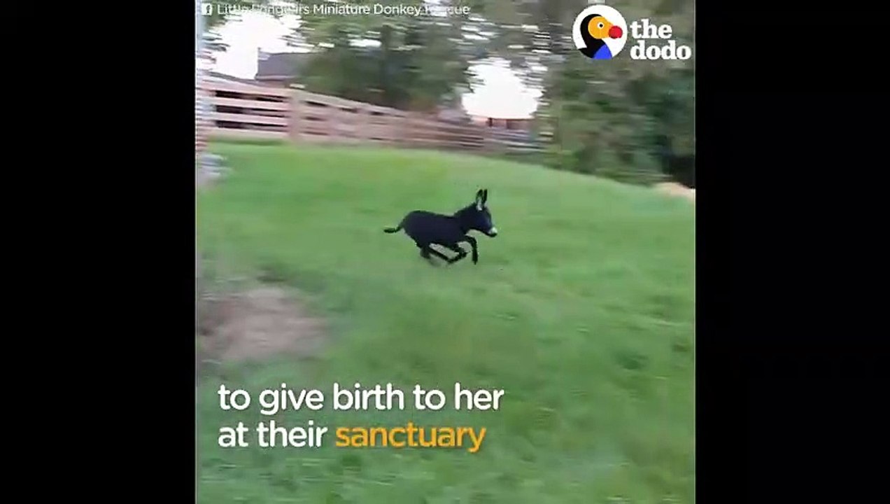 Animal Videos That Will Make You Happy Funny & Cute Animals 2018   Best of The Dodo