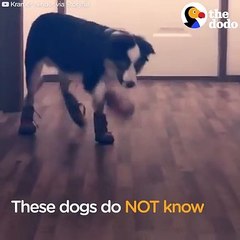 Funny Dogs Try Walking in Winter Boots   The Dodo