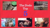 Dachshund Dog Has Signature Move To Get Attention & Other Funny Animals   The Dodo Top 5