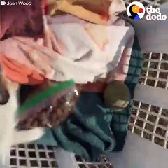 Guy Surprises Girlfriend With Puppy After Her Dog Passes Away   The Dodo