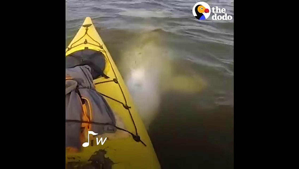 Man's Funny Beluga Song Attracts Beluga Whales Who Sing Back   The Dodo