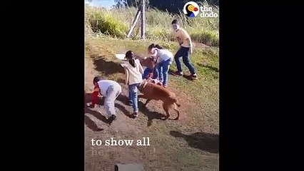 Dog Slides Down Hill With Kids   The Dodo