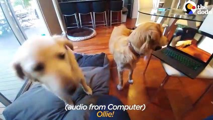 Dog LOVES Watching His Own Puppy Video   The Dodo