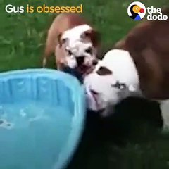 FUNNY Bulldog TRIES To Bring Pool Inside   The Dodo