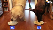 Dog Spaghetti Eating Contest   The Dodo