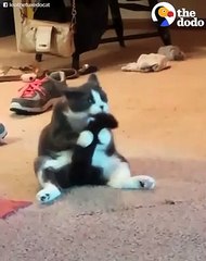 Funny Cat Licks Her Tail Like A Weirdo   The Dodo