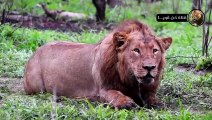 صراع الضباع المفترسة وحيوانات أفريقيا البرية  صراع البقاء في عالم الحيوان