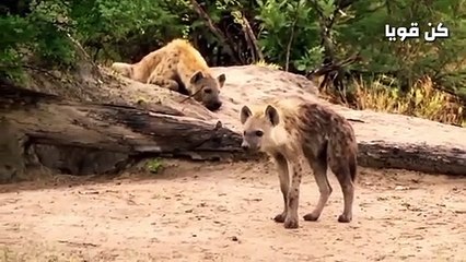 صراع النعام وحيوانات أفريقيا المفترسة  عالم الحيوان