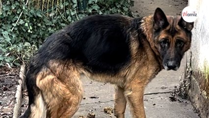 Este pastor alemán de 9 años se quedó abandonado en un patio