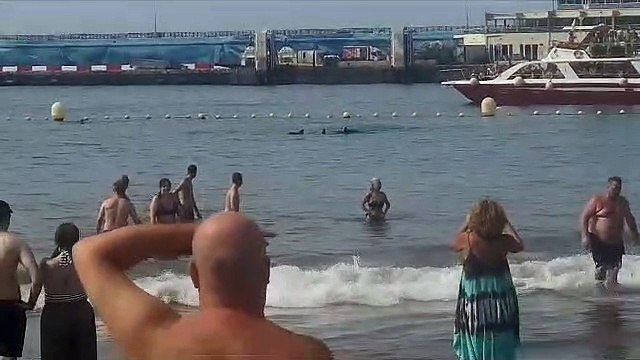 Aparecen 3 delfines en una playa del sur de Tenerife