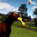Funny Horse Plays With Squeaky Toy   The Dodo