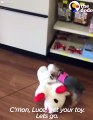 Tiny Dog Picks Out Biggest Toy In The Pet Store   The Dodo