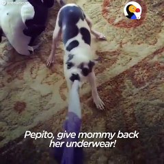 Pets Stealing Underwear Compilation   The Dodo Daily