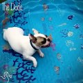 Bulldog Loves 'Swimming' In His Empty Pool