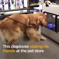 Funny Dog Refuses to Leave Pet Store   The Dodo