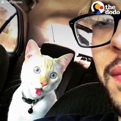 Funny Cats Who Are 'Broken'   The Dodo