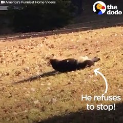 Funny Dog Rolls Down Hill, Then Goes Back For More   The Dodo