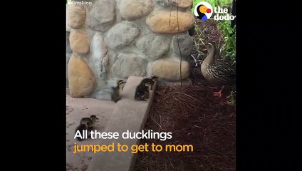 Duckling vs Ledge The Little Duckling That Could   The Dodo