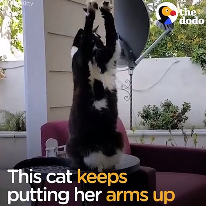 Cat Can't Stop Putting Her Arms In The Air — No One Knows Why   The Dodo