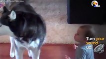 Husky Imitates Baby   The Dodo