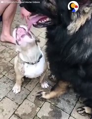 Little Dog Tries To Catch Big Dog’s Tongue   The Dodo
