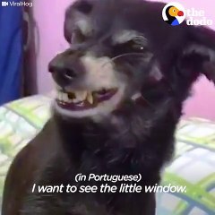 Dog's Funny but Adorable Smile Adored by Owner   The Dodo