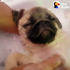 Pug Gets The Most Relaxing Bath Ever   The Dodo