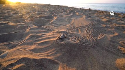 Yavru caretta carettaların zorlu mücadelesi