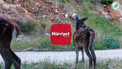 Kızıl geyik sürüsü fotokapana yakalandı