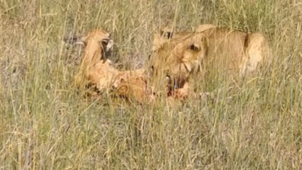 Merciless lioness feeding on a LIVE Eland calf as it keeps crying for help!