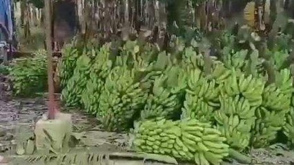 बस्ती:किसान के बेटे ने केले की खेती से बनाया करोड़ों का व्यवसाय