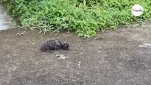 Cachorro arrojado a la carretera fue ignorado e ignorado, hasta que un alma bondadosa finalmente se detuvo