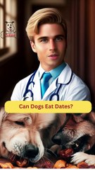 Can Dogs Eat Dates? | Dog Food Review | Zudaan