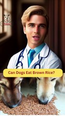 Can Dogs Eat Brown Rice? | Dog Food Review | Zudaan