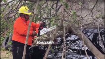 un árbol se cayó arriba de un auto