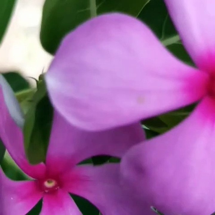 Flower  video 1.