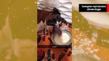 Vídeo hilário: sedento, cão boxer bebe e toma um banho de leite