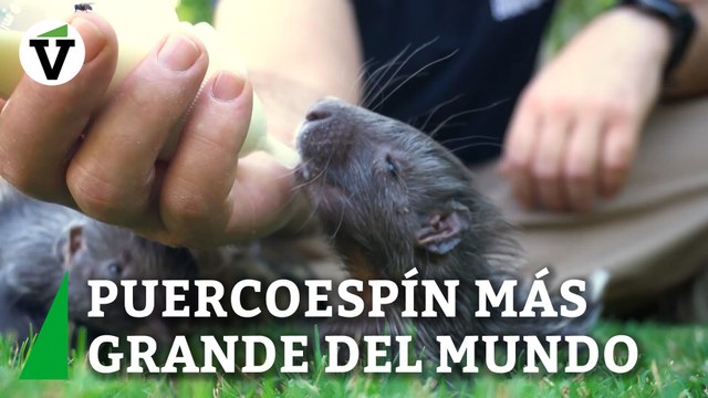 Nacen mellizos del puercoespín más grande del mundo en Bioparc València