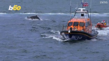 British Dolphins Show Love for Lifeboat Charity